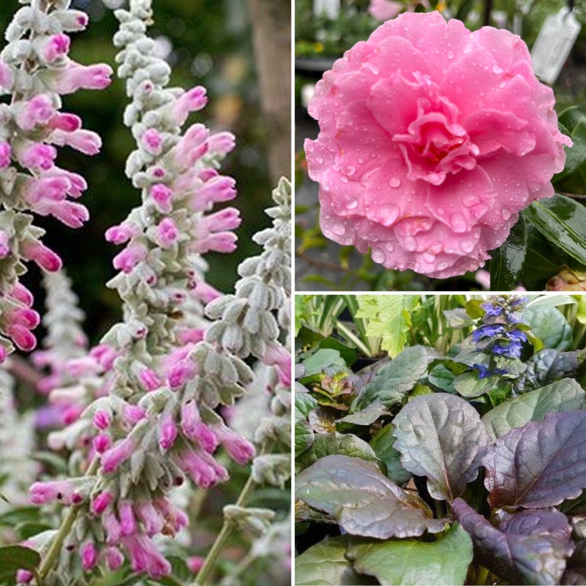 Flowers to Warm up the Cooler Months