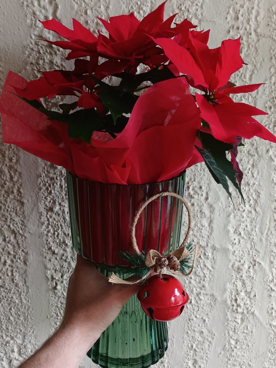 Flash Flowering Gift, Festive Poinsettias and EMUS!