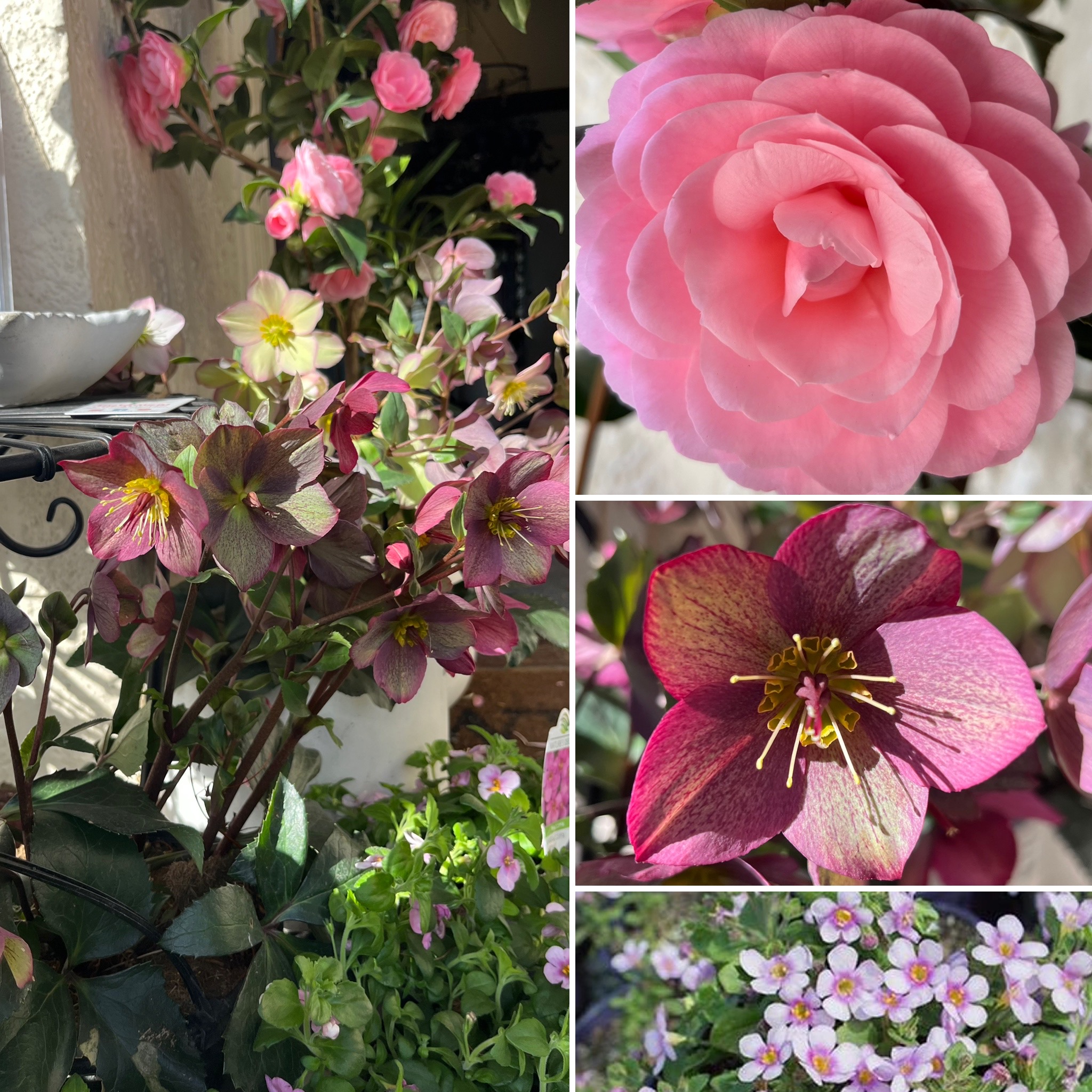 Spring Blooms Are HERE! Plus Get in for Dad's Day GIFTS