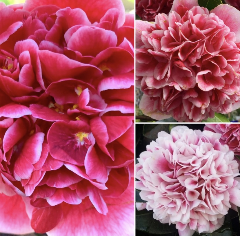 Fresh Season Winter Colour