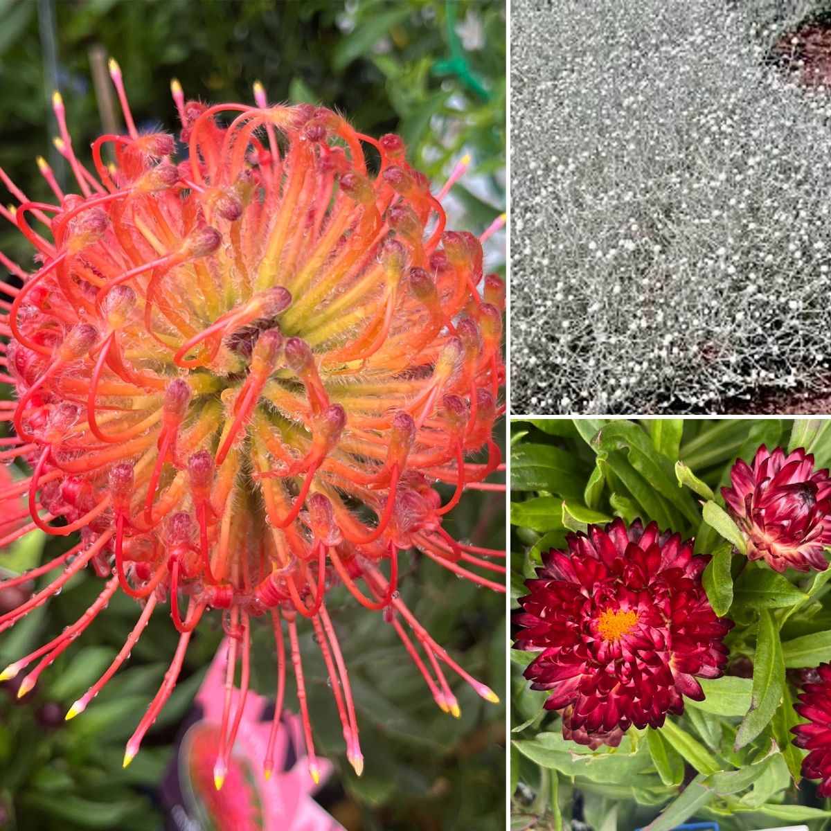 Captivating, Silver & Garnet Combo