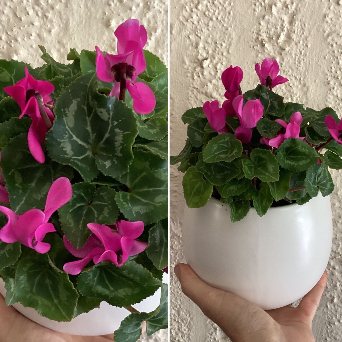 CYCLAMEN JUST ARRIVED & NEW BURGER LETTUCE