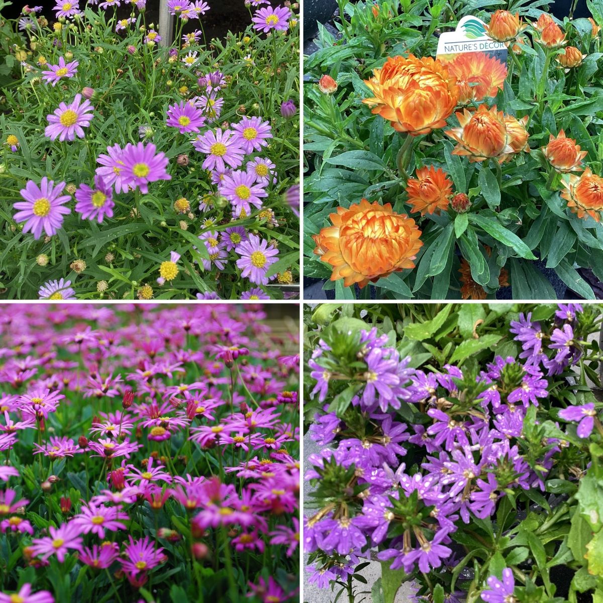 Exciting Australian Plants!