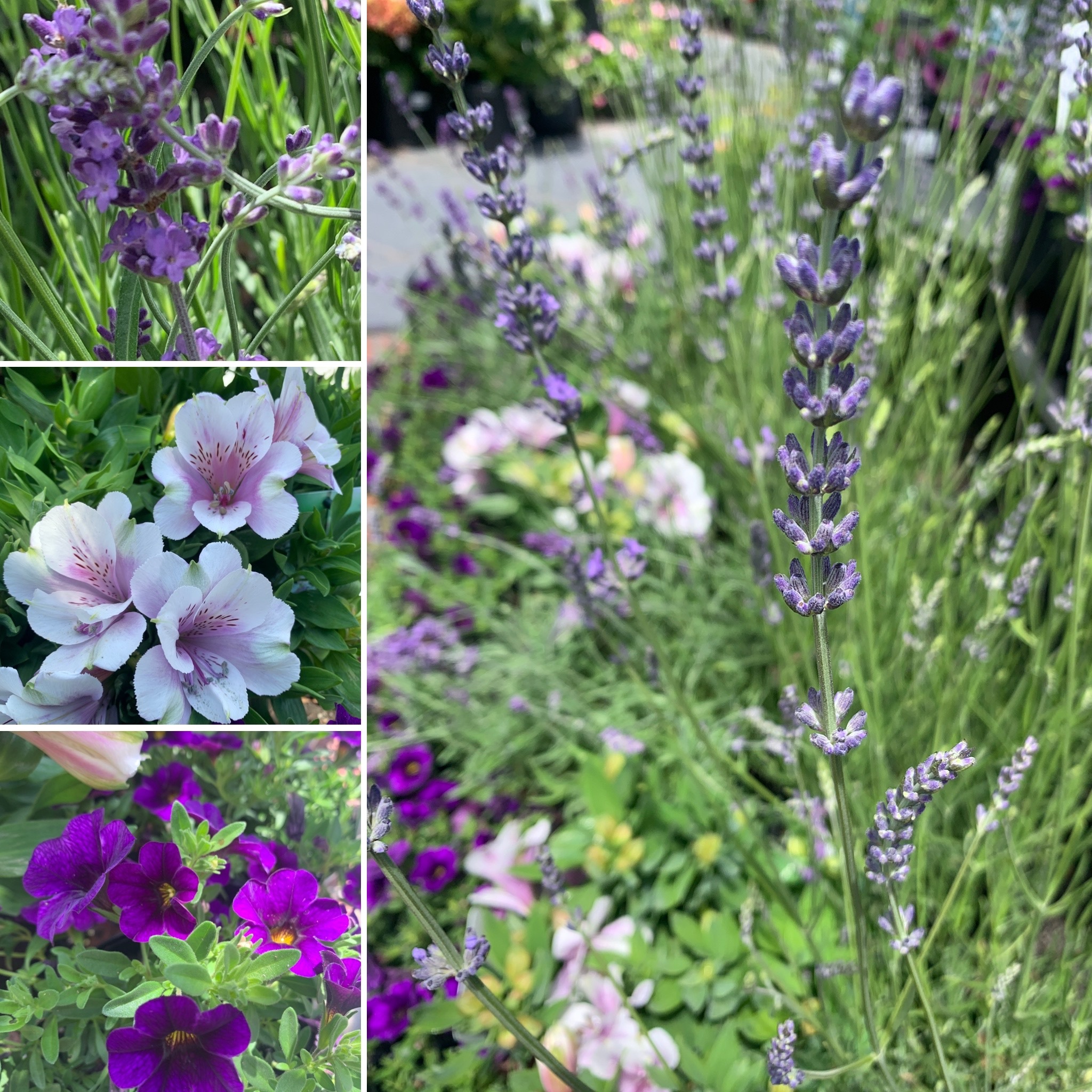 Toffee Apple hydrangea, Fragrant purple flowers & great gift ideas