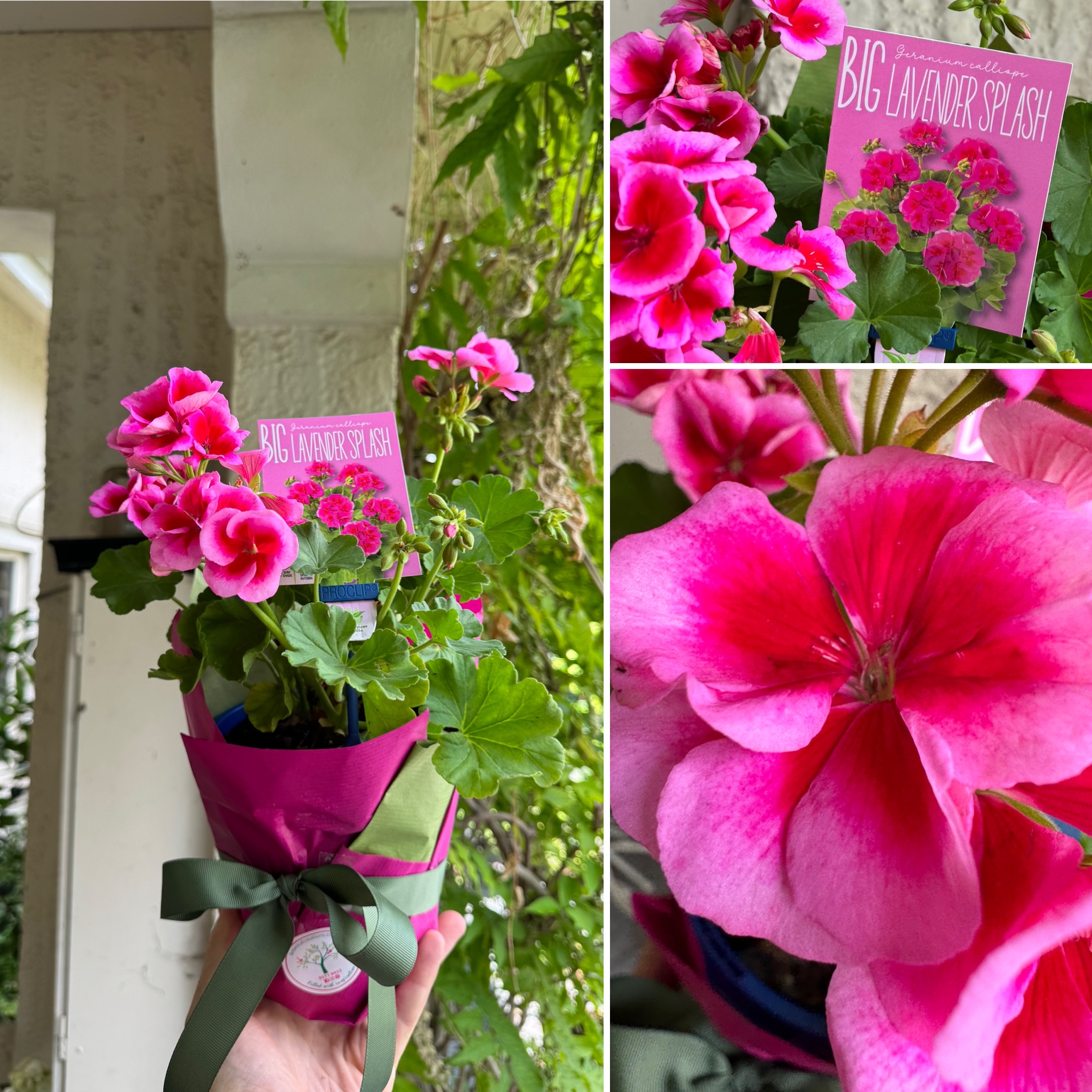 TROPIACAL VIBE & NEW Big Lavender Splash