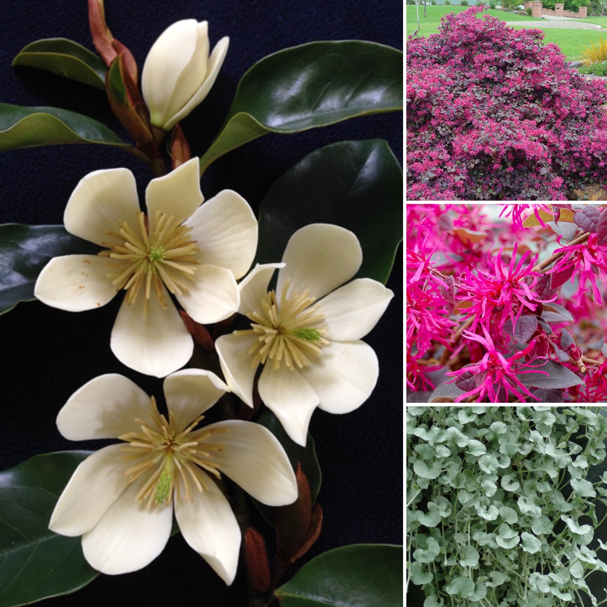 Fragrant Cinderella, Pretty Primrose and Hardy Indoors