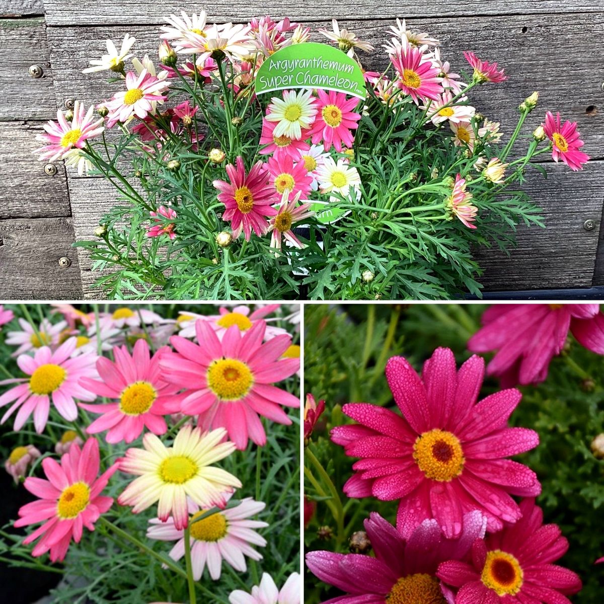 MOTHERS DAY GIFT IDEAS- SWEET PINK & WHITE