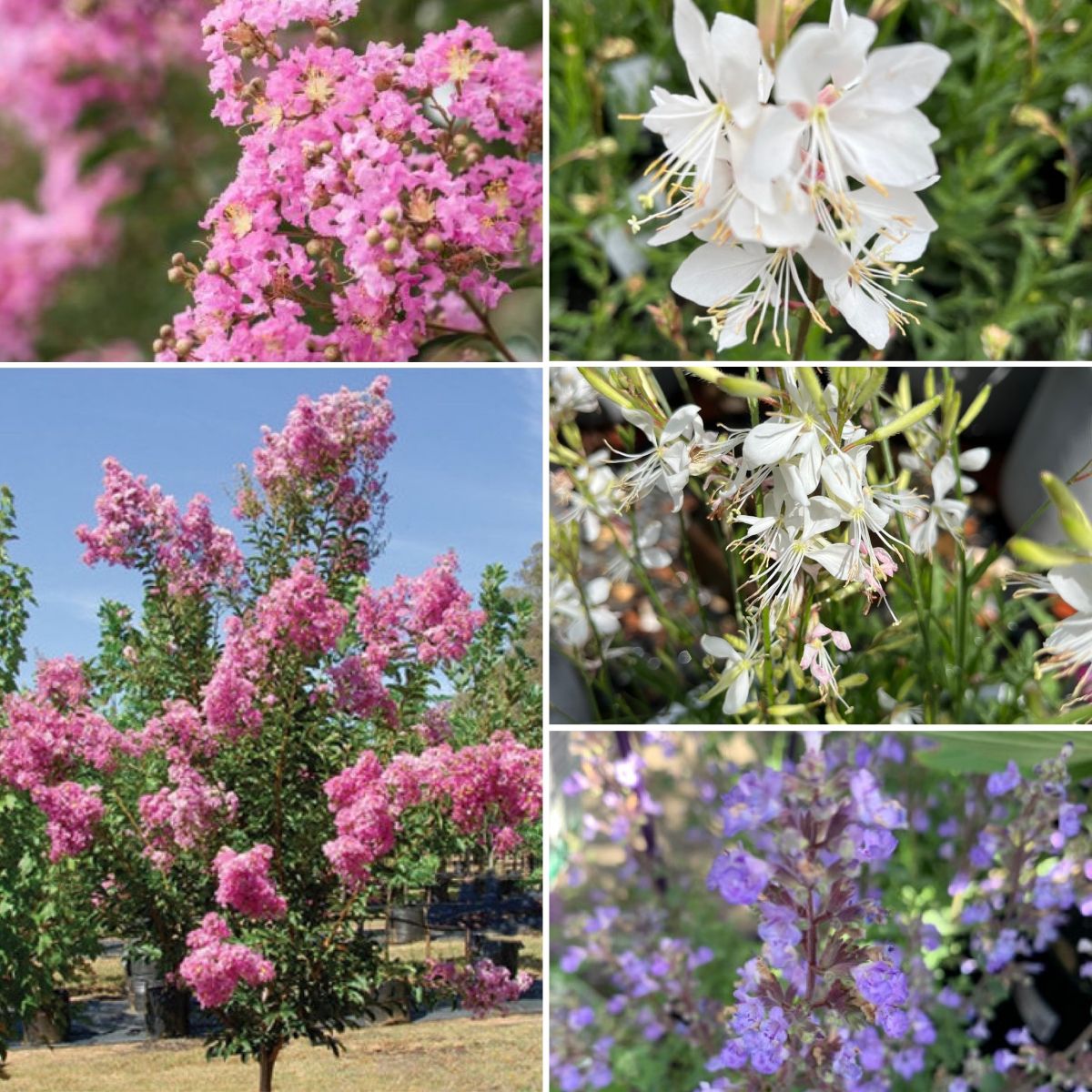 30% OFF LAVENDER & SELECT HYDRANGEAS and HEAT LOVERS!