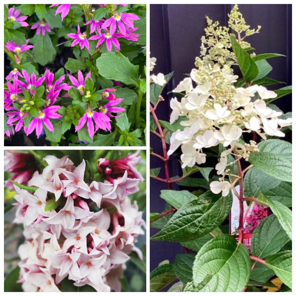 Autumn Classics in Pink & White