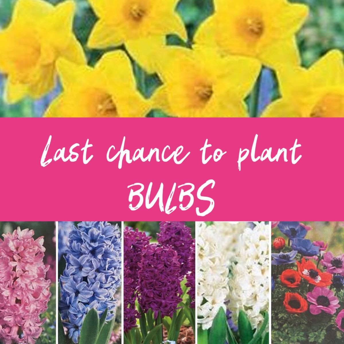 BOLD BLOOMS & Last Chance4Bulbs