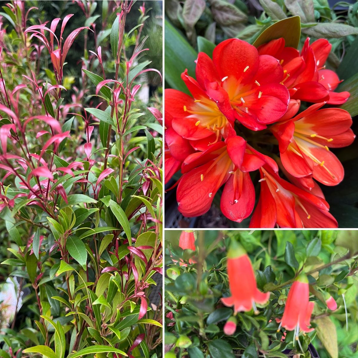 Warm Colours in the Shade, NEW POTS & MORE