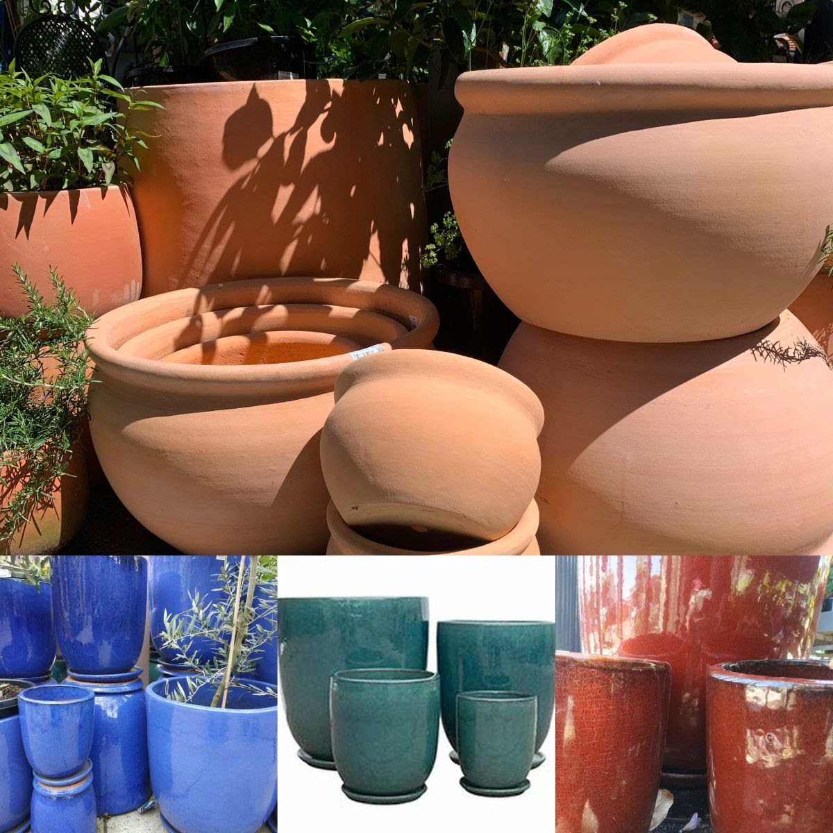 30-50% OFF OUTDOOR POTS - CAMELLIAS POP!