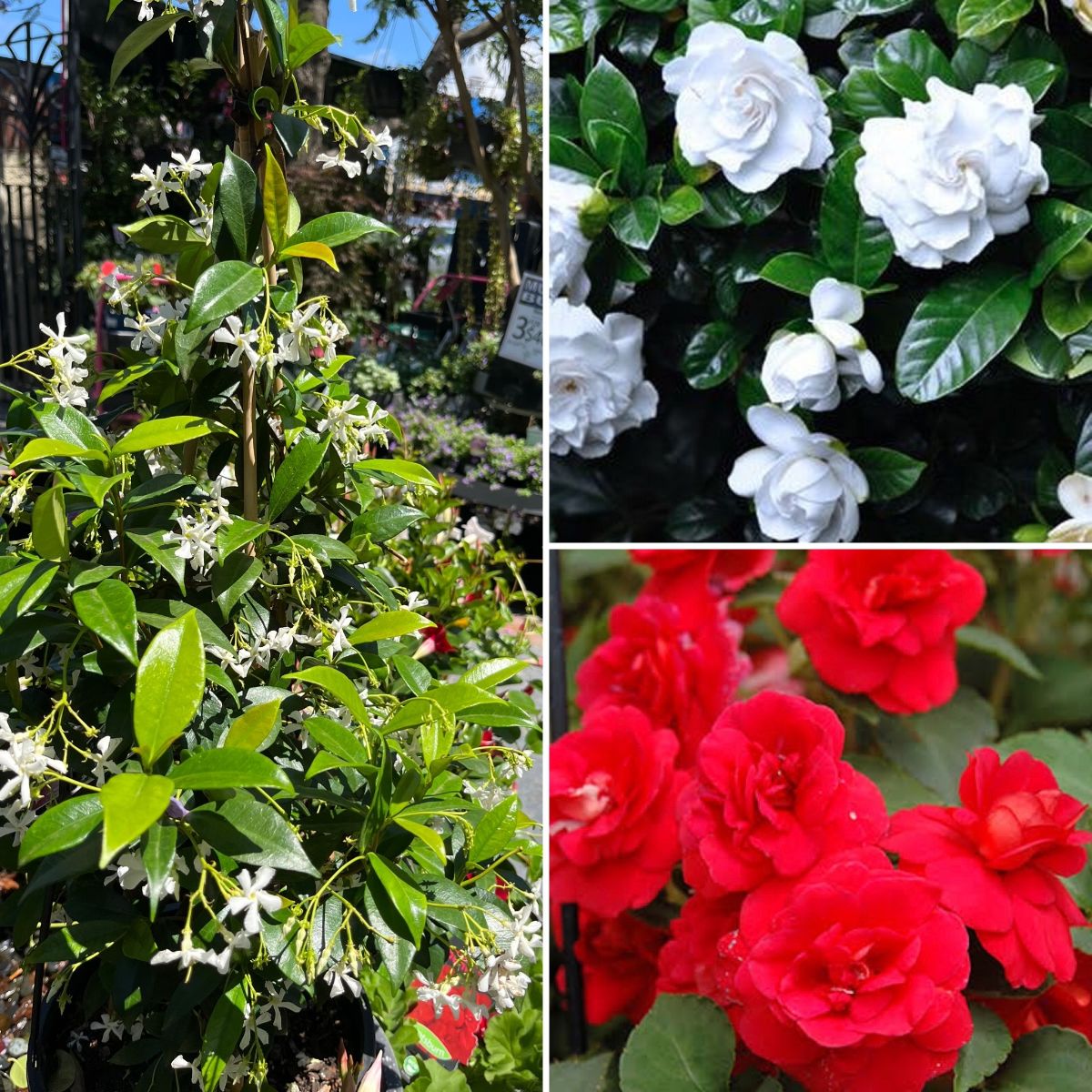 Christmas Time Fragrance & GIFTS TO GO!