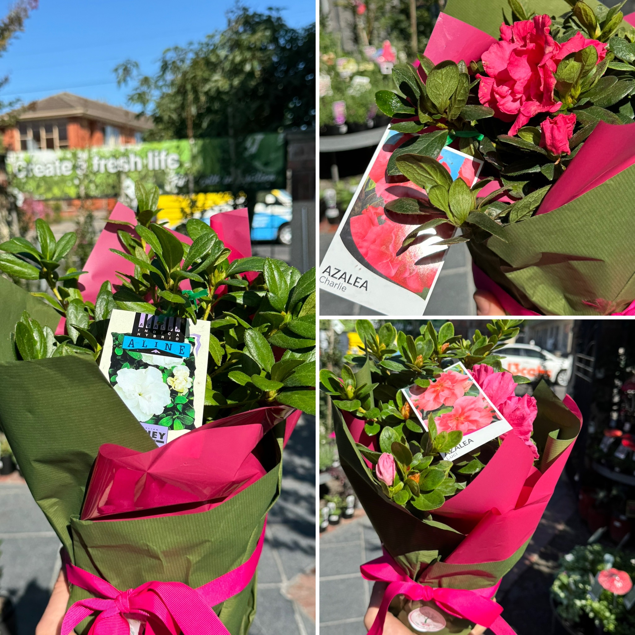 NEW PINKTASTIC & Azaleas JUST ARRIVED