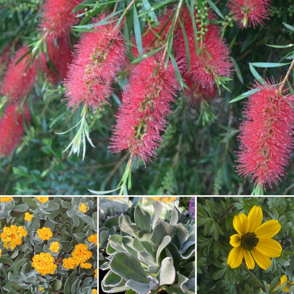 Sunshine's plant nursery