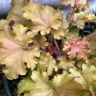 heuchera-orangeberry-200-mm-botanical-creations