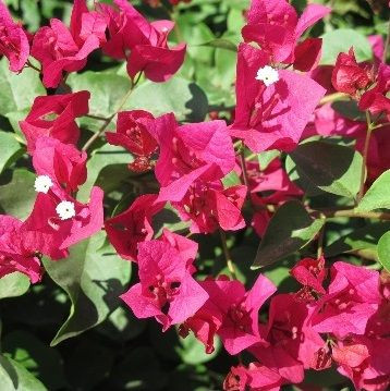 Bougainvillea 'Temple Fire' 200 mm - Botanical Creations