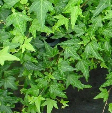 Hedera canariensis 140 mm