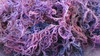 Wholesale Purple Sea Moss 20 LBS