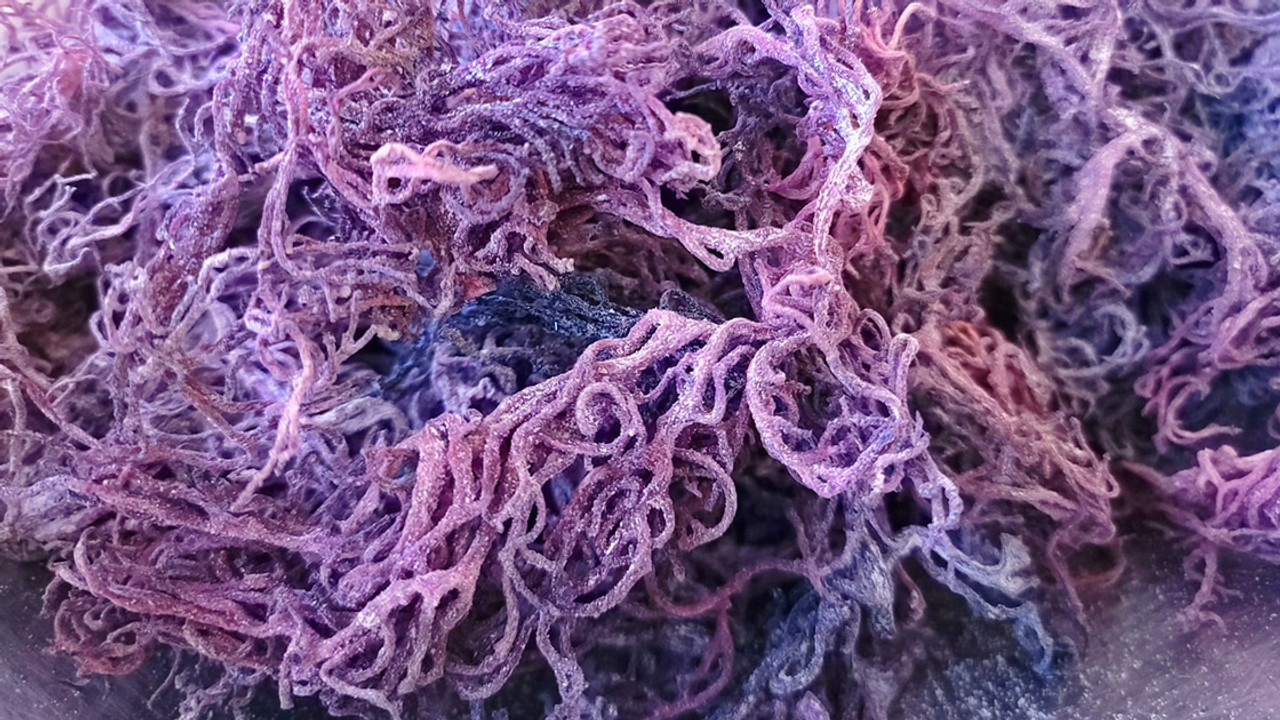 Purple Sea Moss