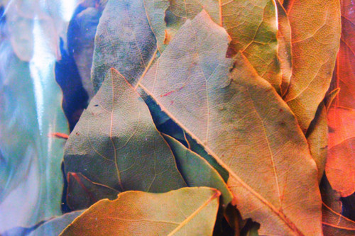 Bay Leaf ( Laurus nobilis ) | Organic Bay Leaves |