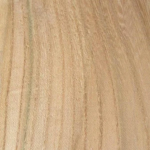 Ash, Grey Elm, Sugarberry Elm