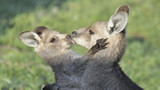 Introducing the 'Kanga Couples' Range | Designer - Zac Francis