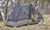 BAF Military Style 1 Person 3 Season Tent OCP BAF Military Style 1 Person 3 Season Tent OCP