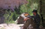 MMI Tactical Catoma Wolverine EBNS Tent Coyote Brown USA Made