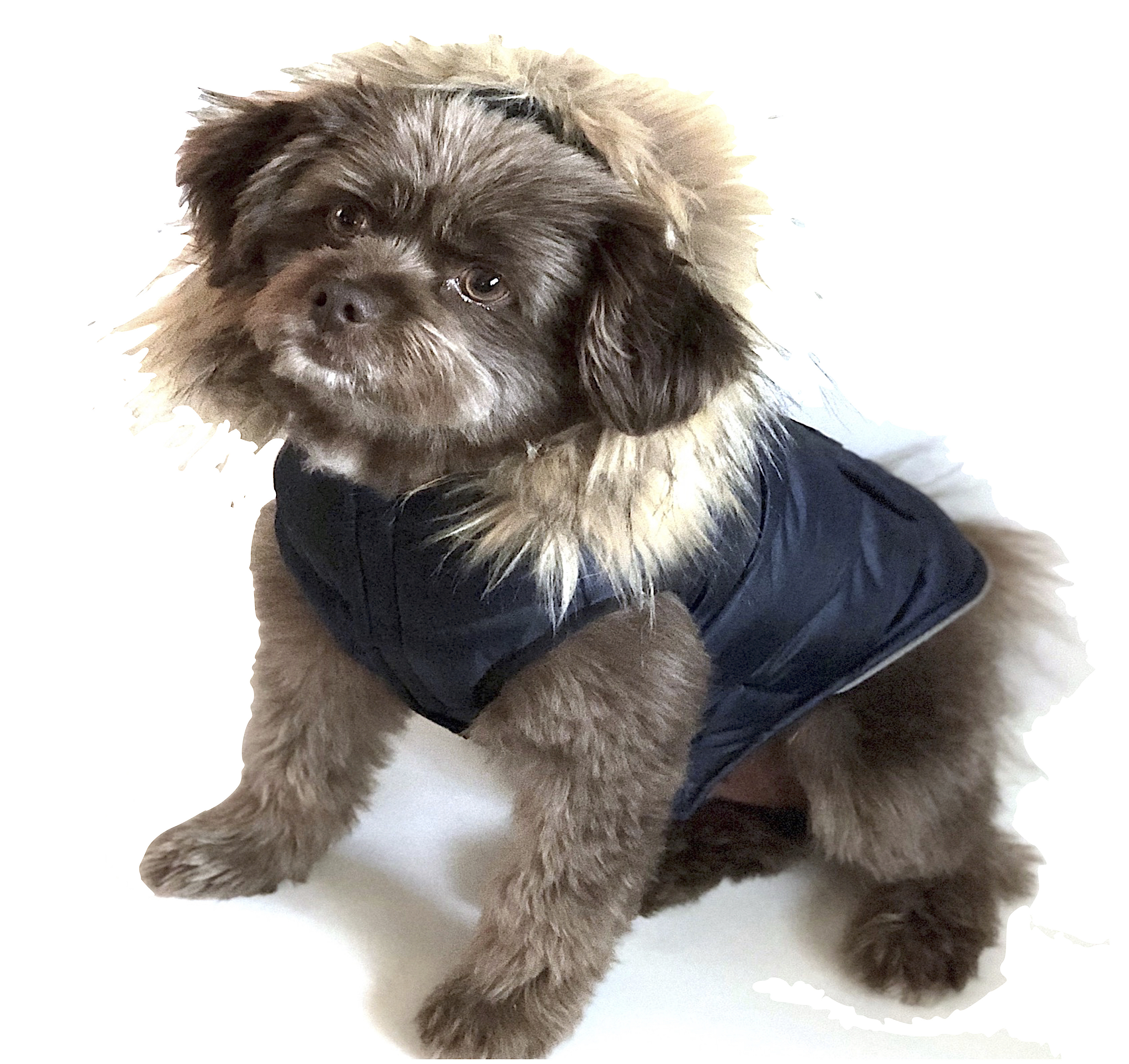 heated dog jacket