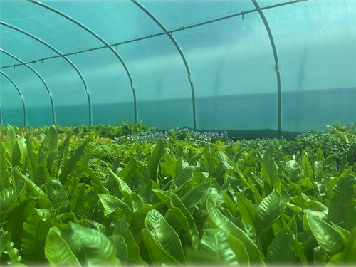 Shade Polytunnel Polythene Film Replacement Cover 9.2M Wide SunSmart Green (for 14ft wide Polytunnels) Shade Polytunnel Polythene Film Replacement Cover 9.2M Wide SunSmart Green (for 14ft wide Polytunnels)