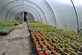 14ft x 60ft Full Curve Conventional Polytunnel Kit, Heavy Duty Professional Greenhouse