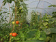 14ft x 12ft Straight Sided Polytunnel Kit, Heavy Duty Professional Greenhouse