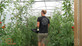 18FT WIDE X 30FT LONG LARGE COMMERCIAL HEAVY DUTY POLYTUNNEL KIT - PROFESSIONAL GREENHOUSE