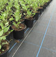 3.3m Wide Premium Heavy Duty Weed Groundcover 100gsm Permatex Ultra Blue Grid Premium (For 10ft & 18ft wide polytunnels)