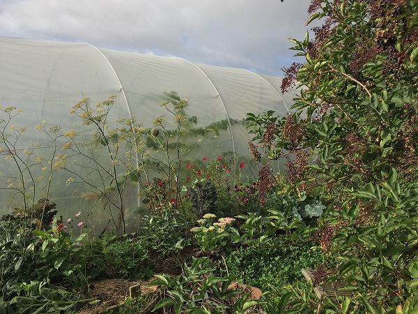 How do I protect my polytunnel from the wind?