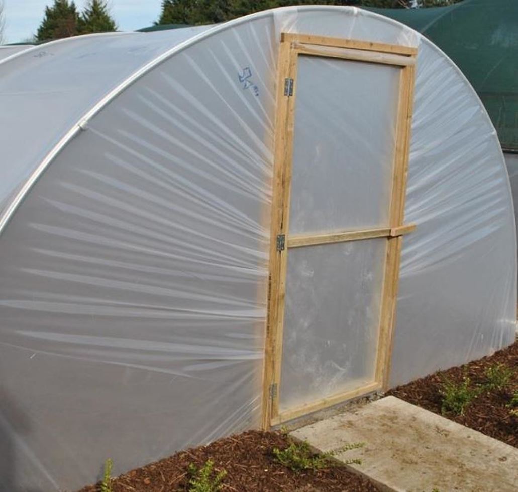 Summer in the polytunnel