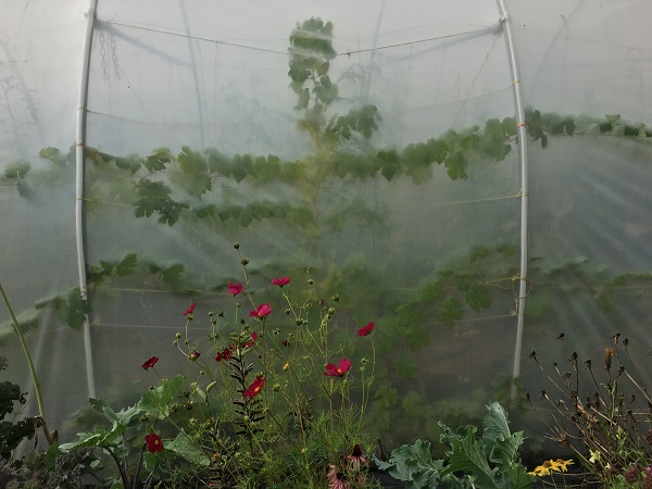 polytunnel-exterior-3.jpg