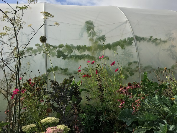 polytunnel-exterior-4.jpg