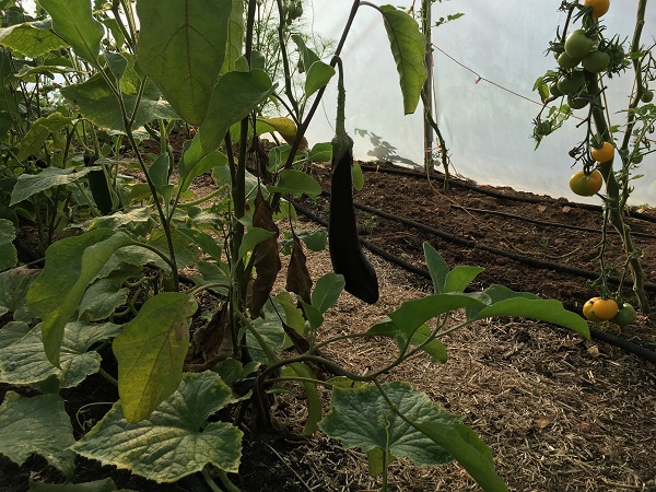 polytunnel-interior-4.jpg