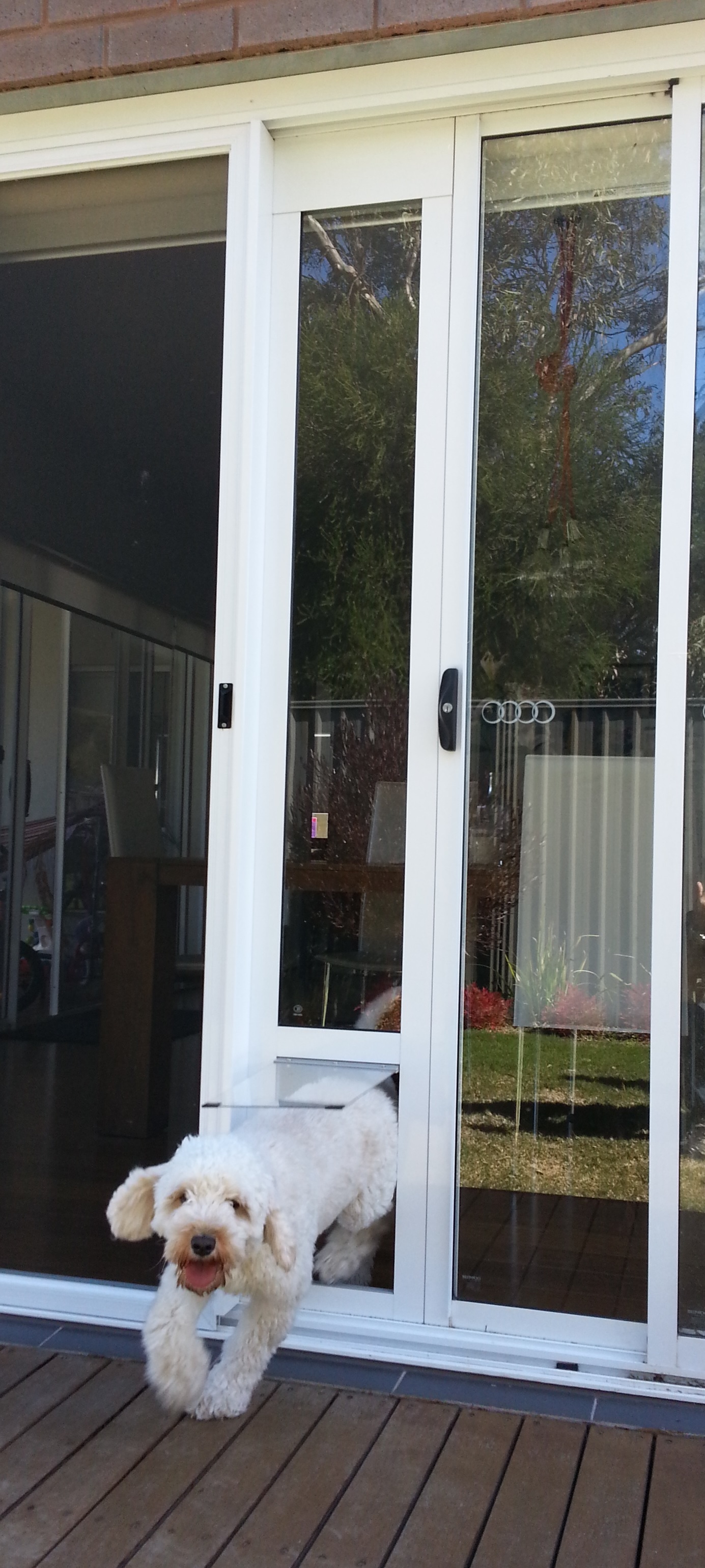 medium-flap-size-modern-pet-door-in-action.jpg medium-flap-size-modern-pet-door-in-action.jpg