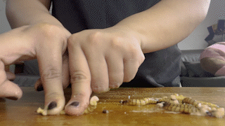 Hands and Mealworms 3