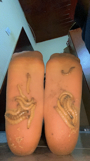 Wriggle 17 [Surplus]