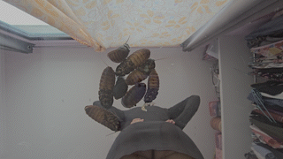 Sitting Smash 17 Ver. 3