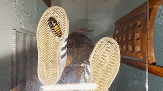 Underglass Sneakers 6