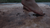 Bare Foot Panic