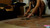 Splitting Shells [Ground View]