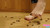 Delicate Deadly Destruction Part 2 [Close] 1080p - CF8989