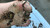 Return of the Ravager [No Clean]