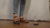 Zoey's Sandals
